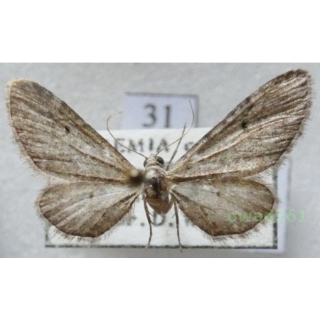Eupithecia innotata (Hufnagel, 1767) Czech31